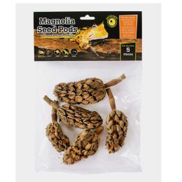 Galapagos Natural Magnolia Seed Pods 1ea-5 pk